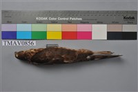 藏品(日本松雀鷹)的圖片